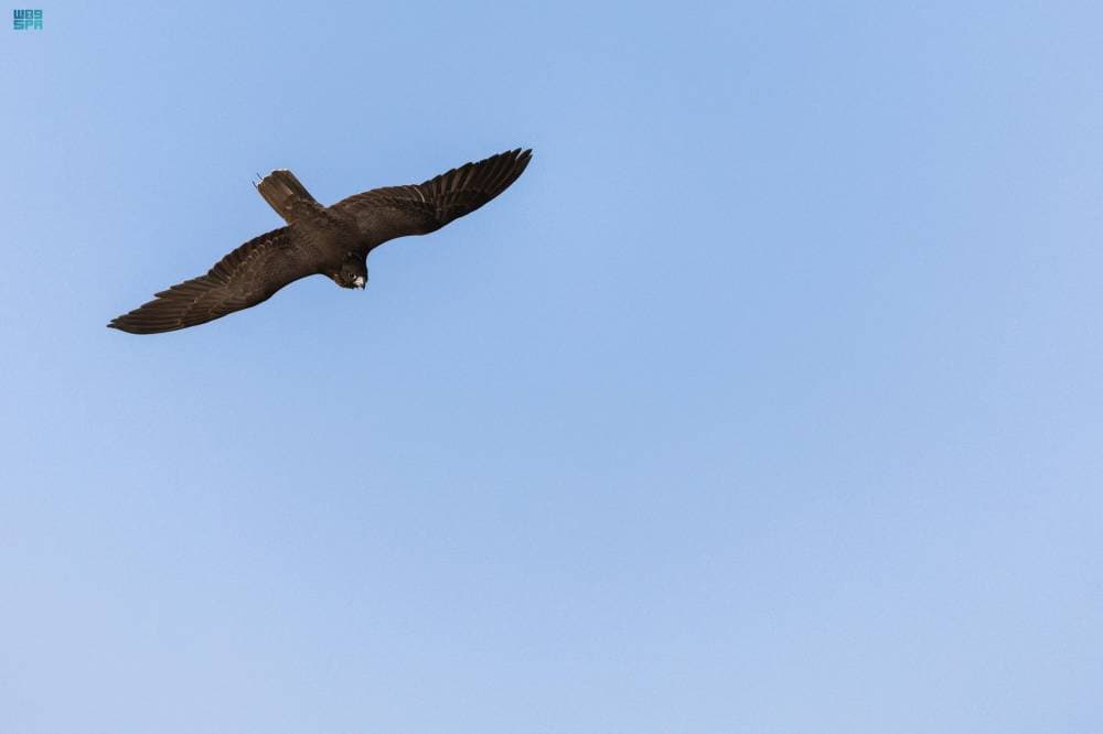 أبناء صقار يحصدون المراكز الثلاثة الأولى في سباق الملواح لفئة "جير شاهين"