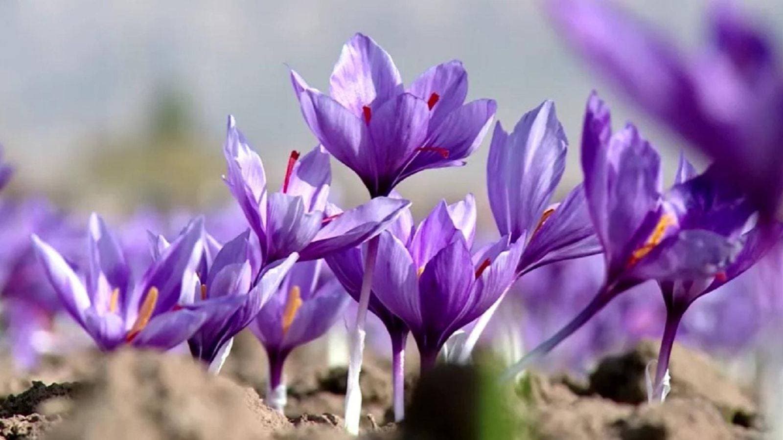 إطلاق مشروع لتوطين وتعزيز إنتاج الزعفران في السعودية عبر 4 مناطق