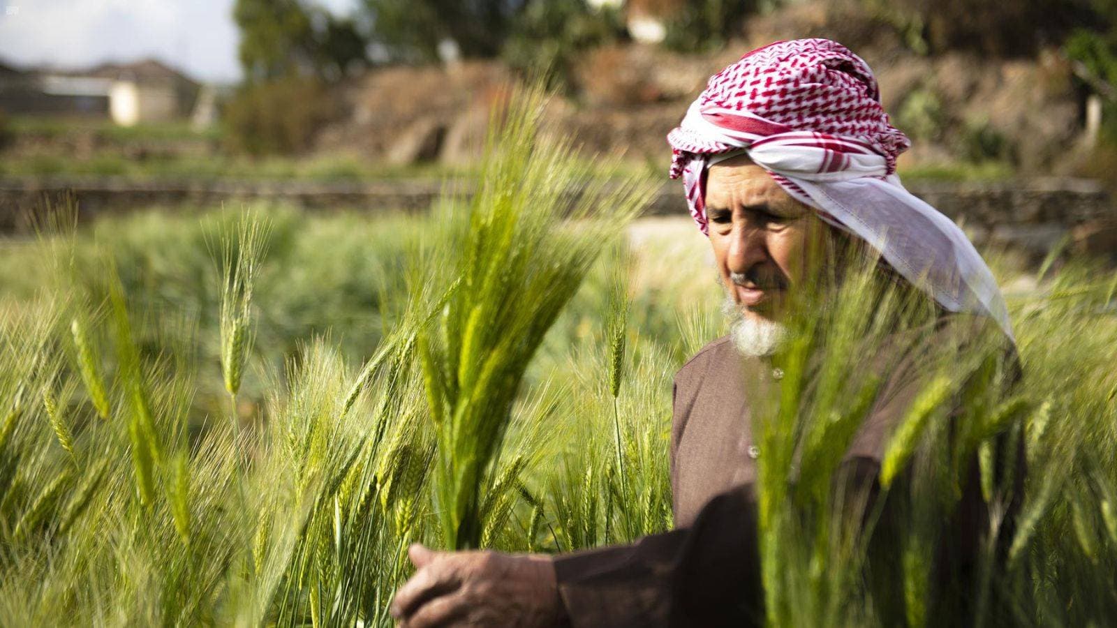 "الأمن الغذائي" : صرف 256 مليون ريال مستحقات الدفعة الرابعة لمزارعي القمح المحلي