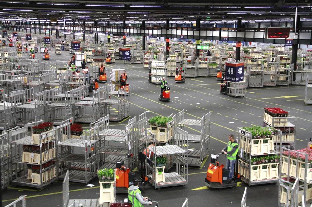 في العام الماضي تجاوز حجم سوق الزهور 54 مليار دولار.