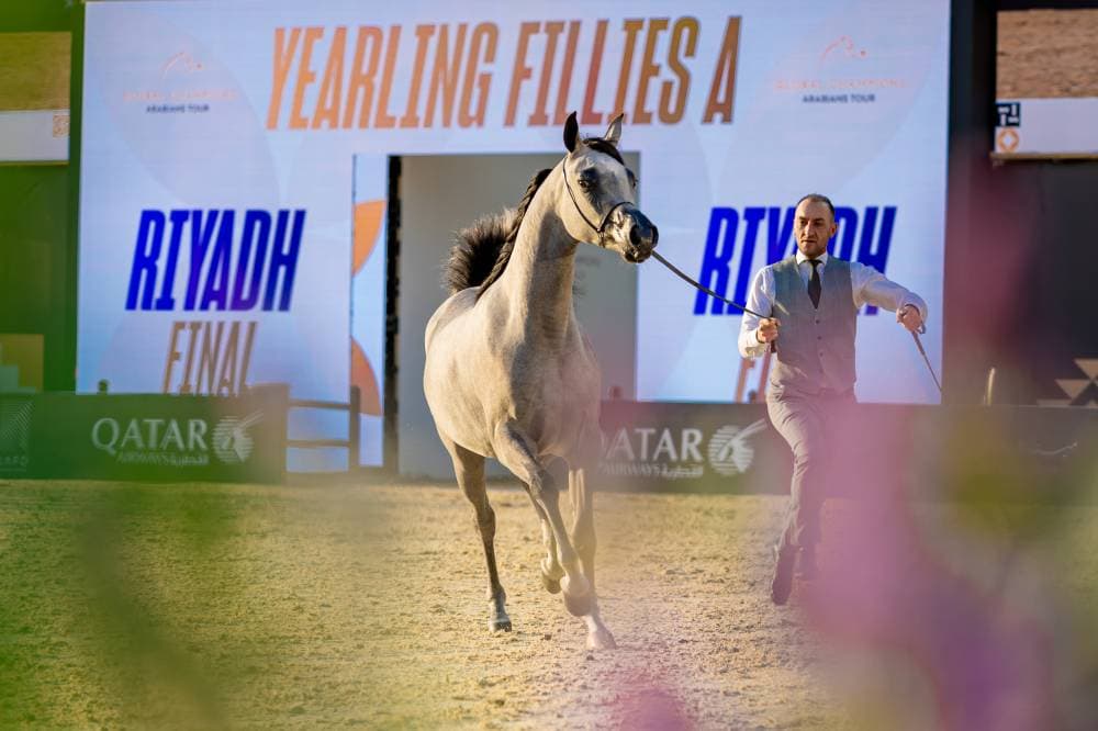 يشارك في جولة الرياض الختامية 237 جوادا من 130 مربطا تمثل 10 دول.