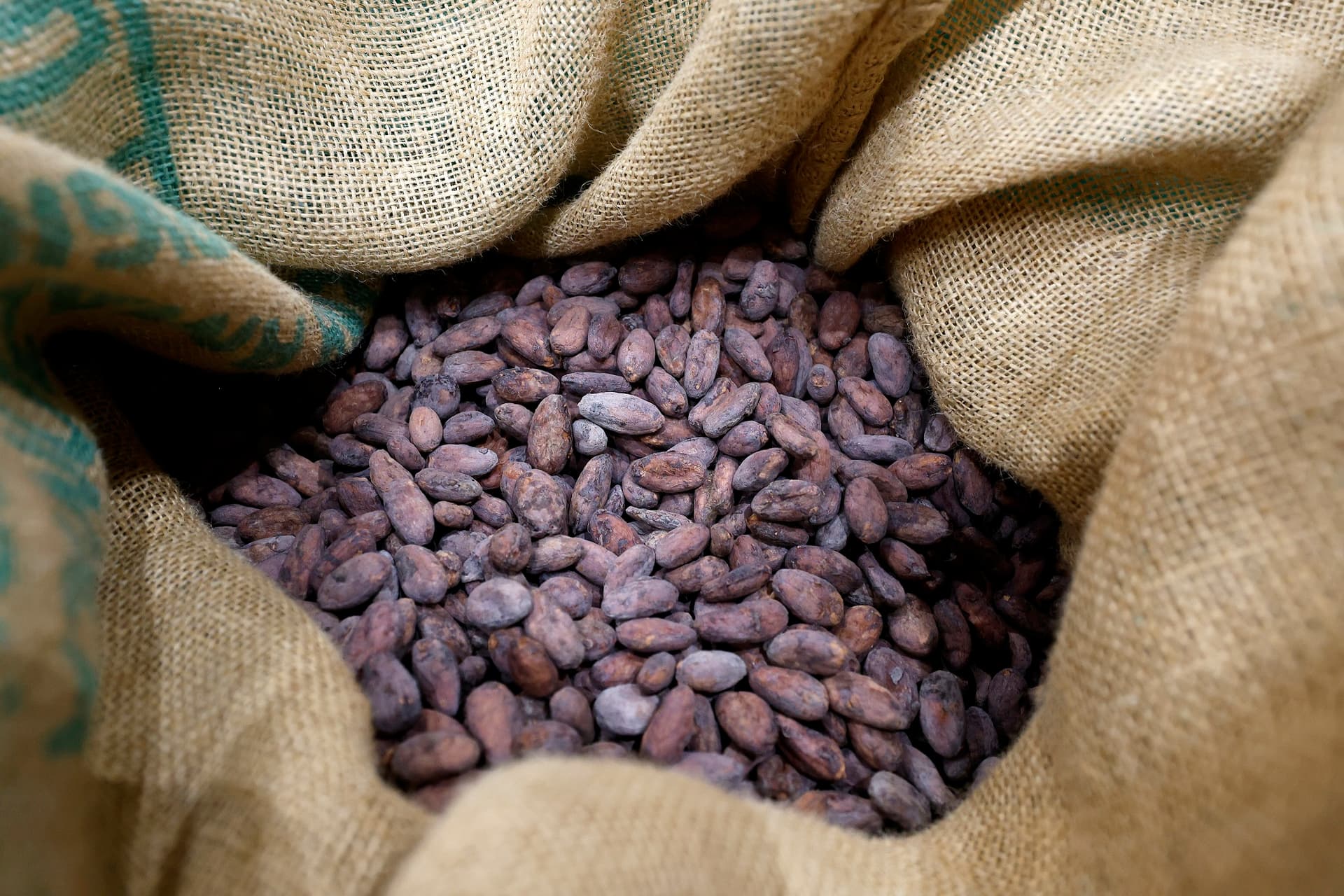 أسعار الكاكاو تحلق فوق 12 ألف دولار للطن وسط مخاوف نقص المحصول