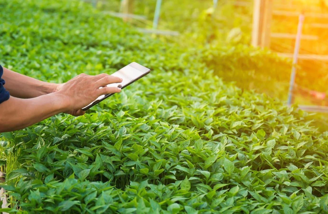 مبادرة لتأسيس مدن غذائية ذكية في المناطق الحدودية بين السعودية واليمن