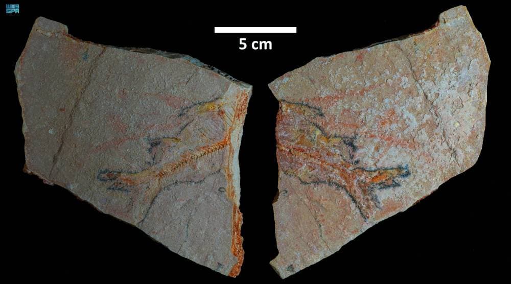 DST_2221199_7058389_58_3_2024120816041518