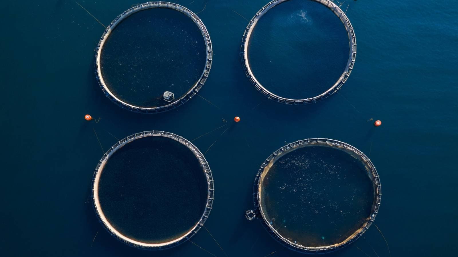 مساهمو "الأسماك" يقرون خفض رأس المال 83 % لإطفاء الخسائر المتراكمة