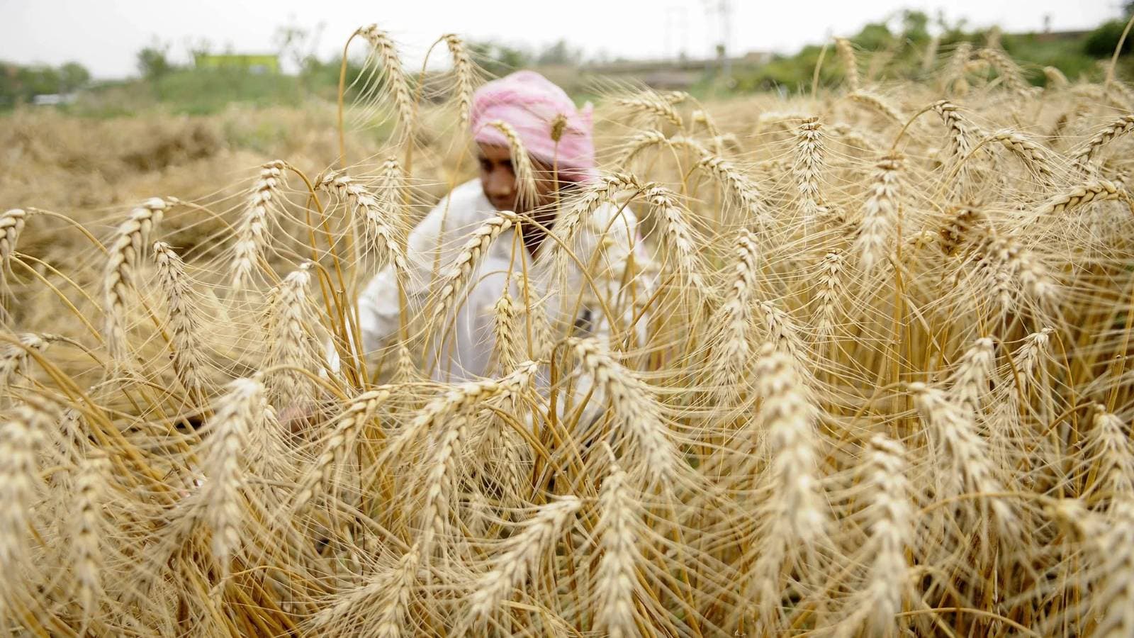 القمح عند أعلى مستوى في 3 أشهر مع ترقب السوق للمحادثات الأمريكية الصينية