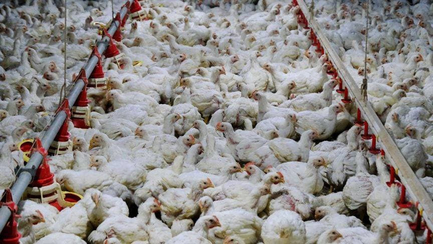 شركات سعودية وعالمية تتقدم بعروض لشراء «دواجن الوطنية»