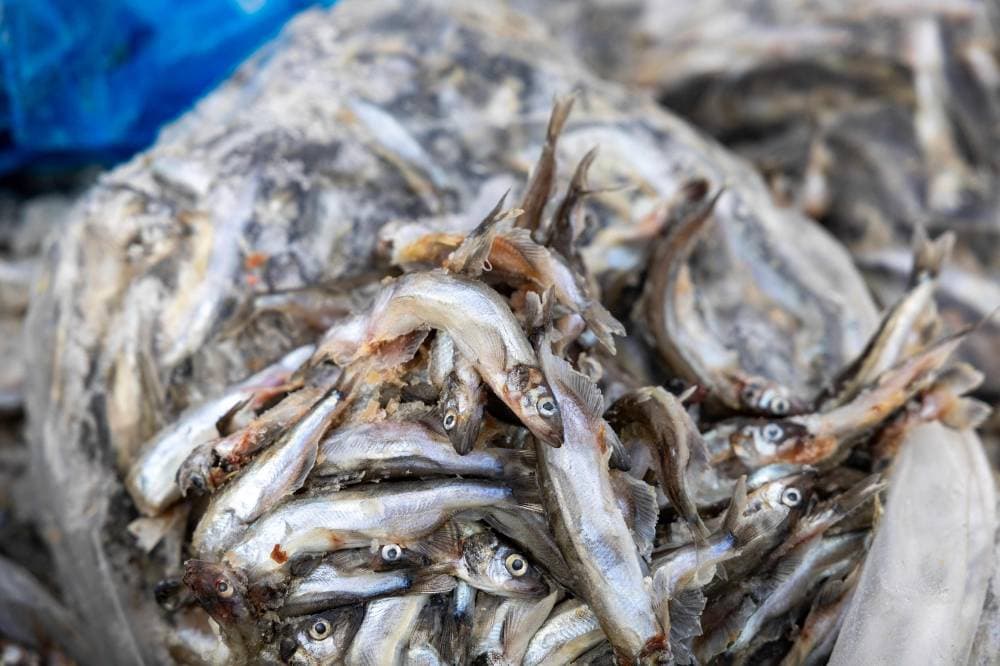 ماذا تريد واشنطن من جرينلاند؟