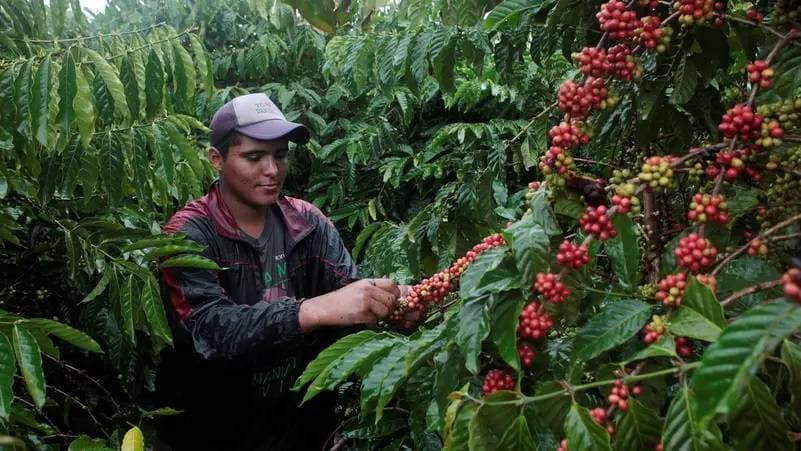 أسواق القهوة أمام بيئة معقدة بتقلبات الإنتاج .. ارتفاعات الأسعار لم تنته بعد