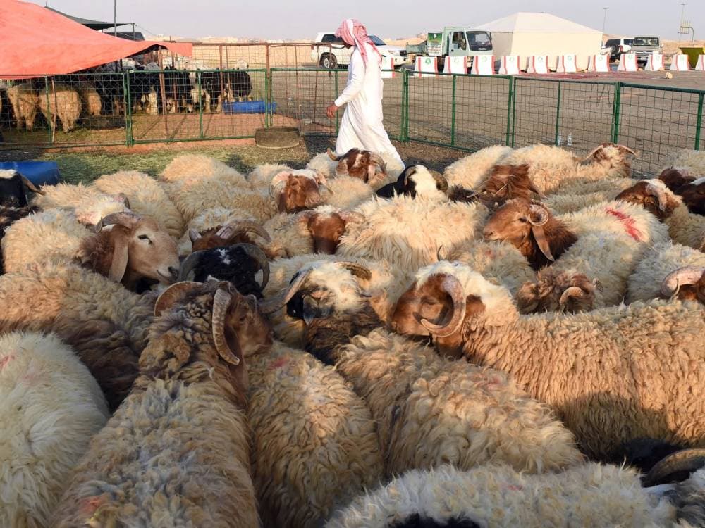 1.2 مليار ريال قروض سعودية لدعم وتطوير مشاريع المواشي في الرياض وحائل