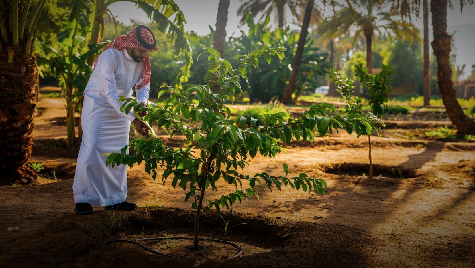 تراجع العواصف الغبارية في السعودية 63 % بفضل مبادرة «السعودية الخضراء»