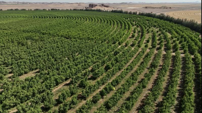 «تبوك الزراعية» تتحول للخسارة بعد فقدانها حصة مسيطرة على شركة تابعة