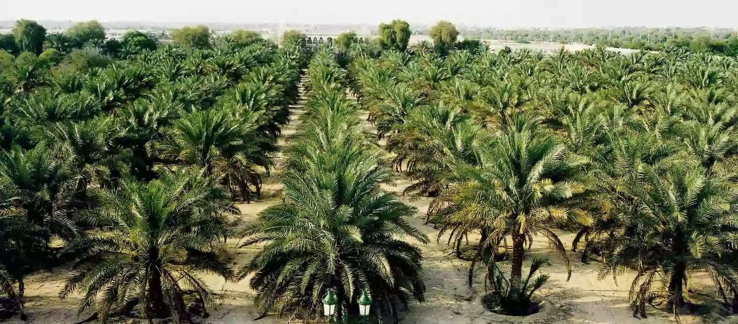 كنز ثمار سيدة الشجر.. بين الجصة والعيبة والمنقولة