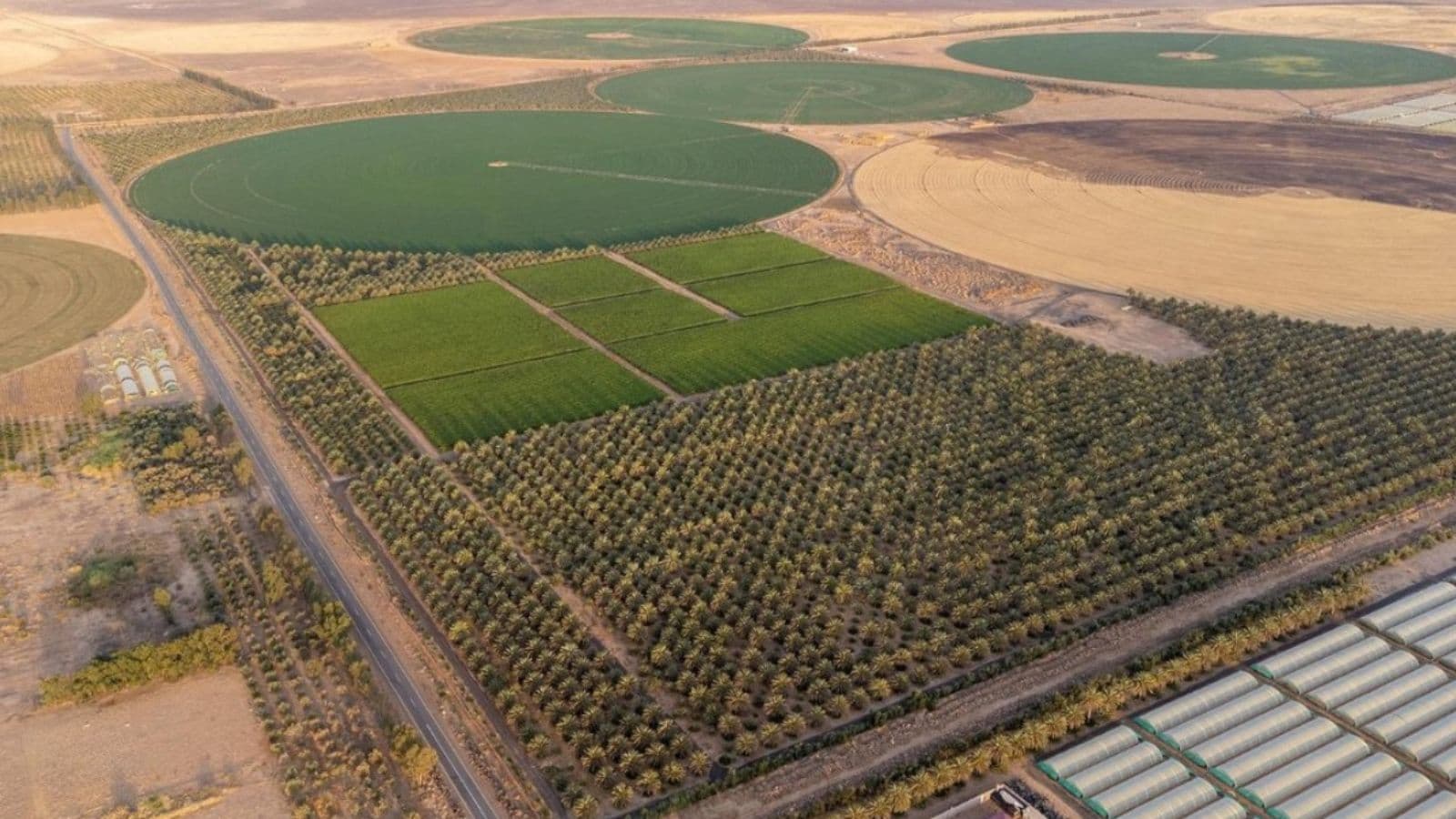  مجلس إدارة "تبوك الزراعية" يوصي بتخفيض رأسمال الشركة 52.9%