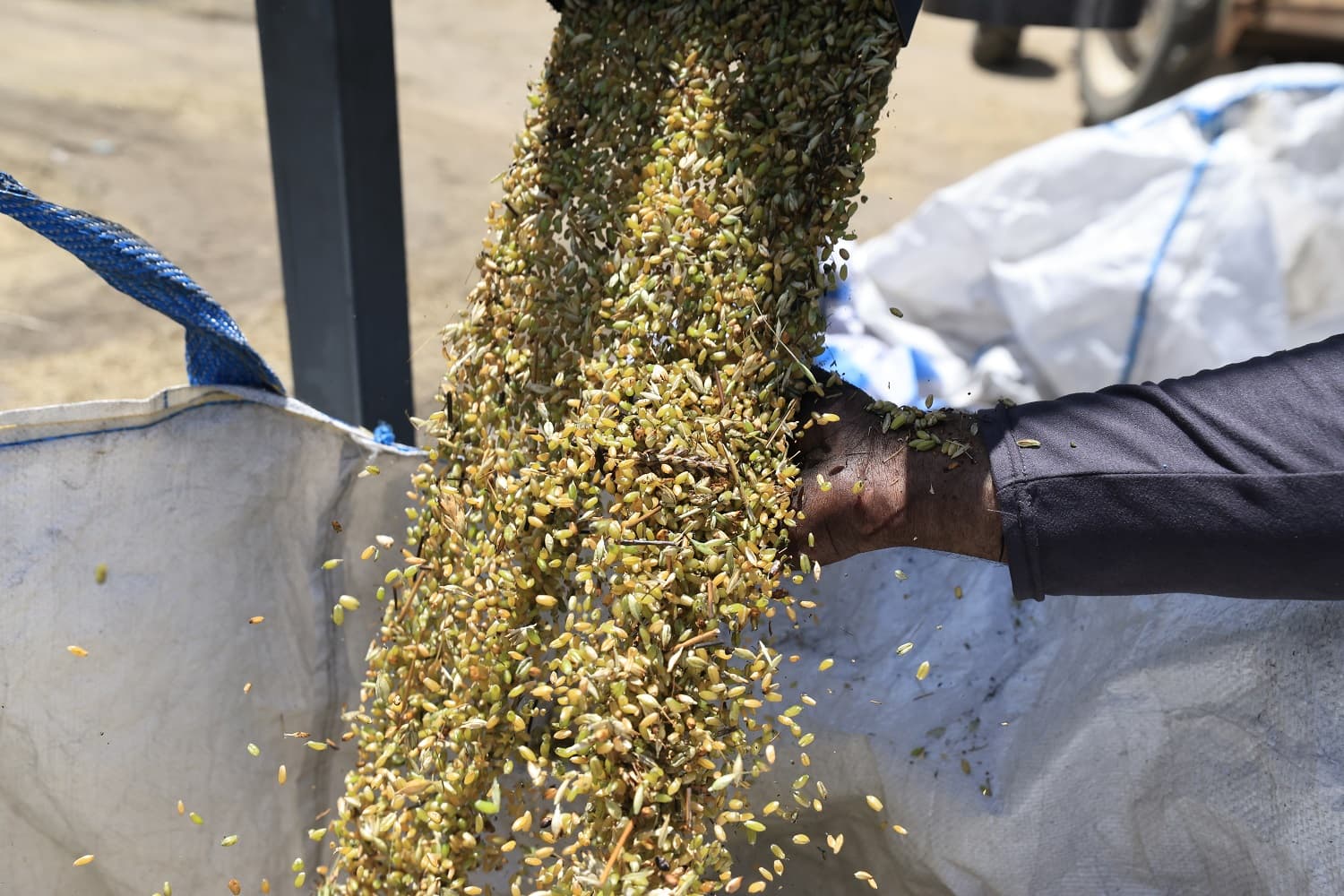 نار وحصاد أخضر