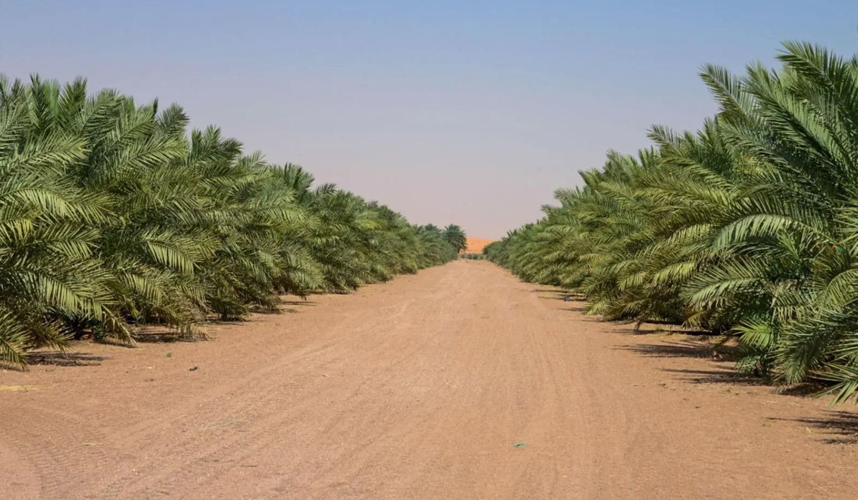 فرص استثمارية على مساحة 143 مليون متر مربع في حائل لتعزيز الأمن الغذائي السعودي