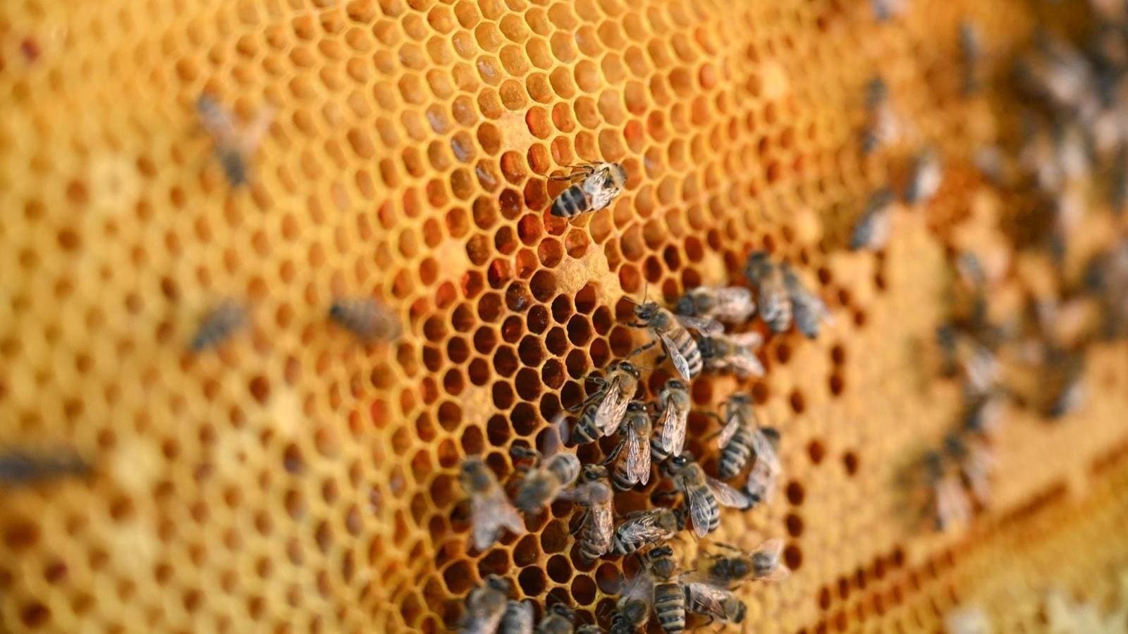 "البيئة" : إنشاء 7 محطات لتربية ملكات النحل وإنتاج الطرود وتشغيلها في 2026