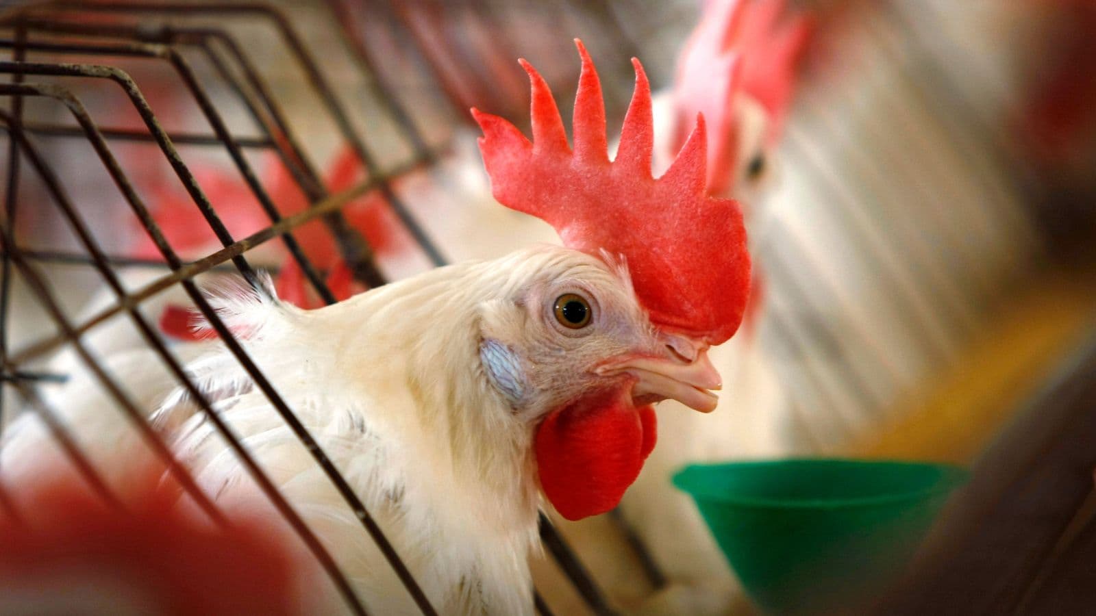 أبرزها الدجاج والطاقة النظيفة.. 5 سلع تستقطب الاهتمام هذا الأسبوع