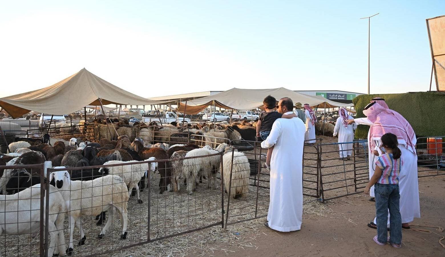 أسواق المواشي في السعودية.. كيف تتحول من البيع الفردي لكيانات مؤسساتية؟