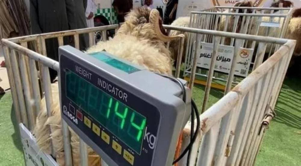 "البيئة" لـ"الاقتصادية": بيع المواشي بالوزن يضمن الشفافية ولا نتدخل في التسعير