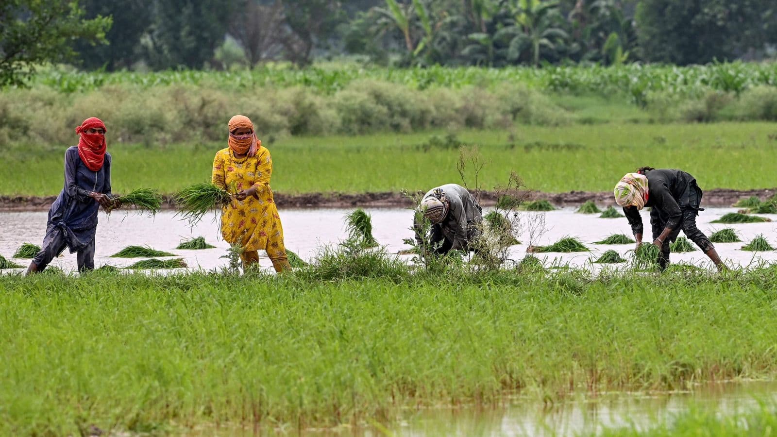 حصاد الأرز في باكستان