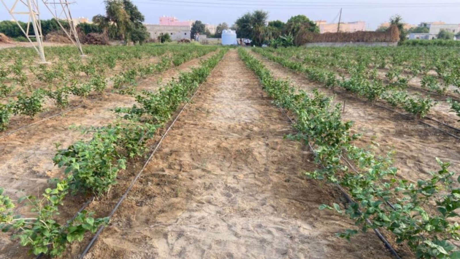 "ريف" لـ "الاقتصادية": تنفيذ 43 مزرعة نموذجية في السعودية لتعزيز الأمن الغذائي