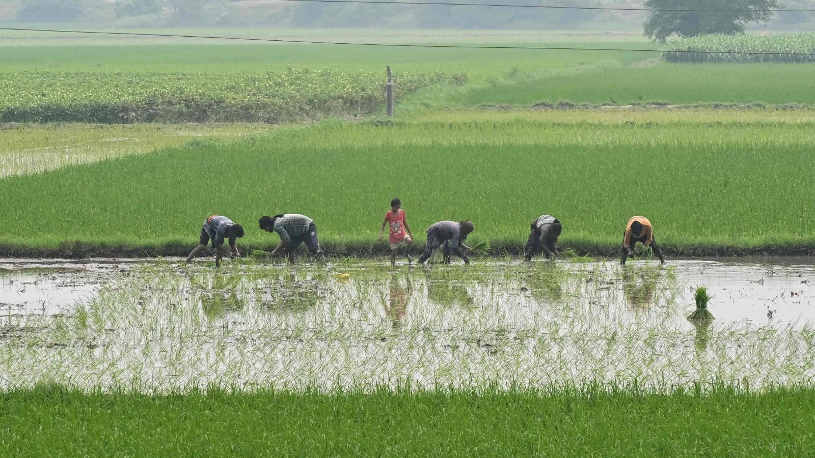 شتلات الأرز