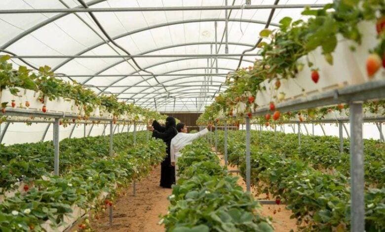 الشرقية للتنمية تتحصل على ترخيص لإنتاج تقاوي البطاطس