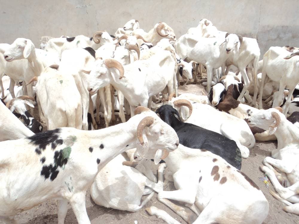 شركة سعودية تستحوذ على 3 محاجر موريتانية لتوفير 150 ألف رأس ماشية سنويا