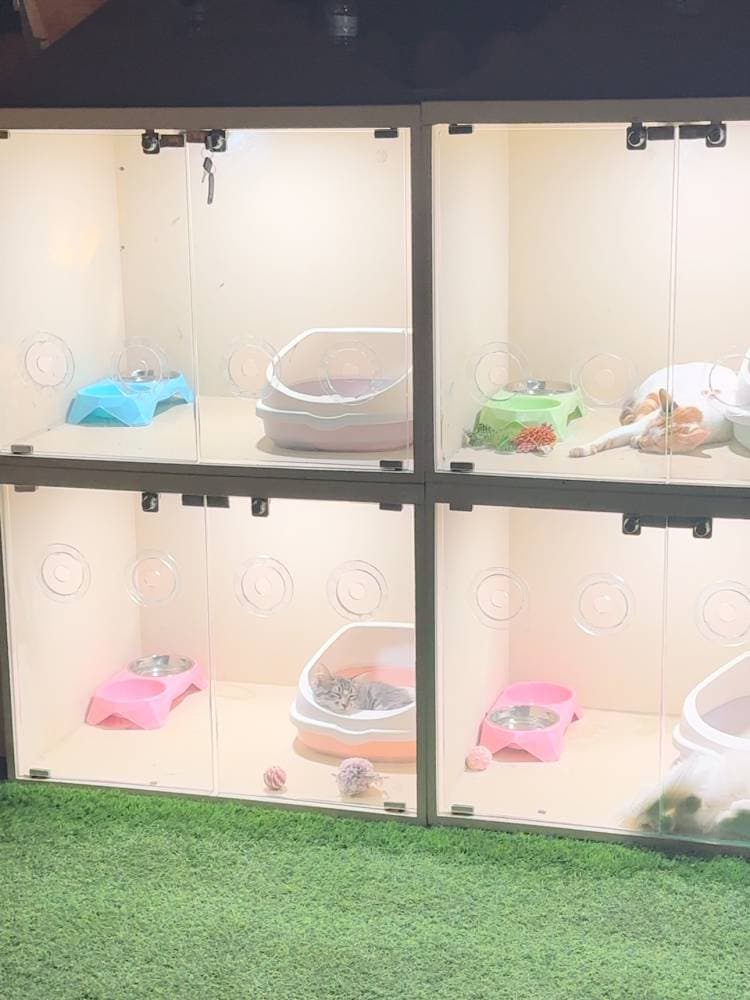 إطلاق أول وقف سعودي لرعاية الحيوانات الأليفة يستهدف 5 ملايين ريال خلال عامين