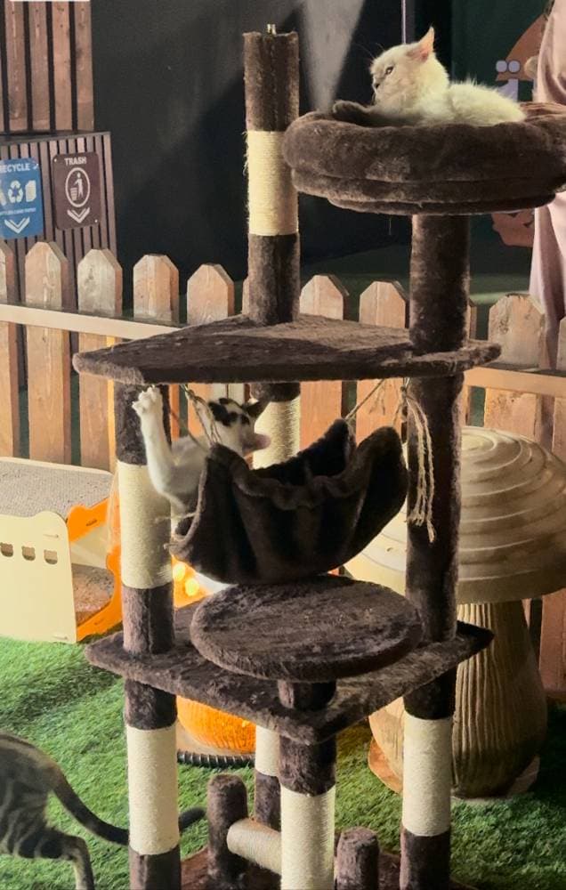 إطلاق أول وقف سعودي لرعاية الحيوانات الأليفة يستهدف 5 ملايين ريال خلال عامين