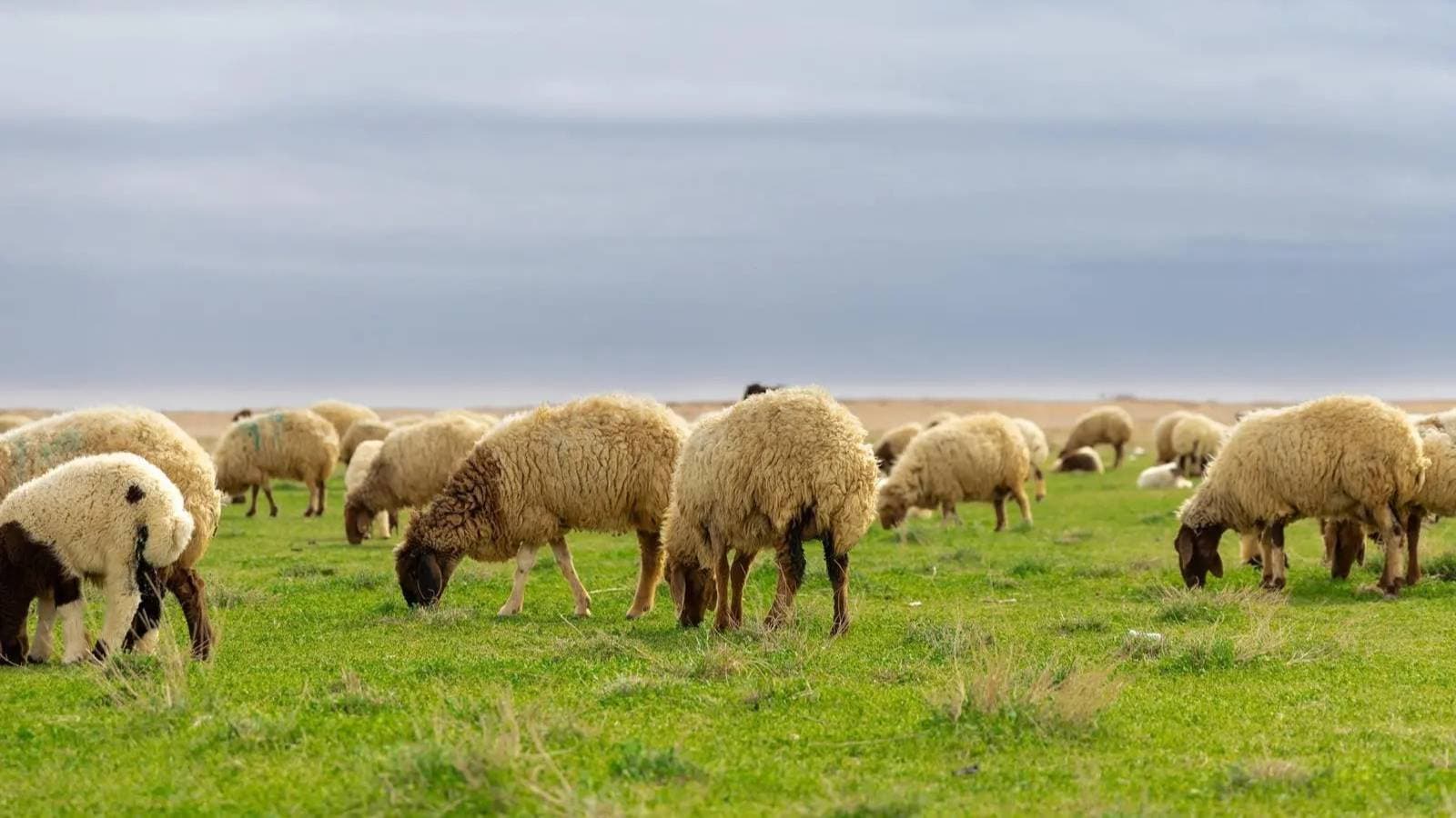 طرح مشروع مليوني لتربية الماشية وإنتاج اللحوم في شقراء على المستثمرين