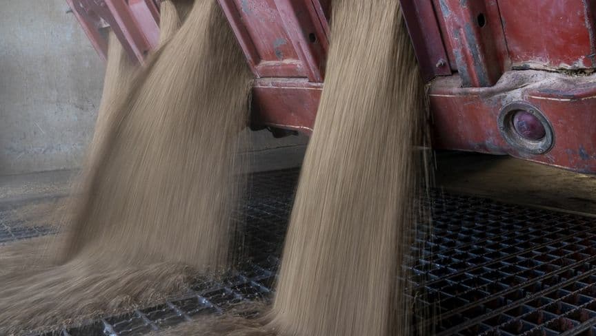 سعر القمح يهبط قرب أدنى مستوى في 5 سنوات وسط تزايد المعروض