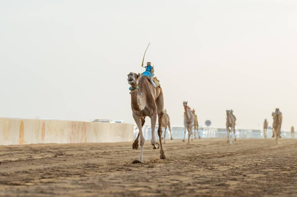 السعودية تستحوذ على 65% من الأشواط .. وربع مليار ريال القيمة السوقية لهجن الختام