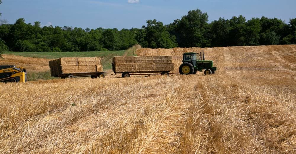 أسعار الأغذية العالمية ترتفع في أغسطس 6.9 % على أساس سنوي رغم تراجع "الحبوب"