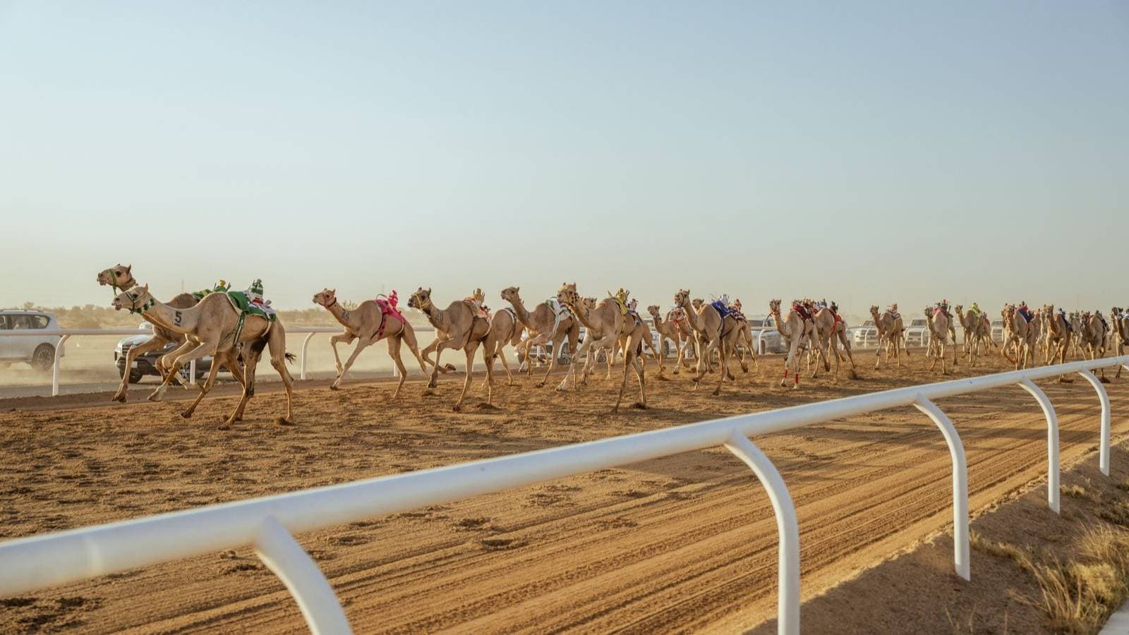 الهجن السعودية تخطف 30 شوطا في "اللقايا" في مهرجان ولي العهد