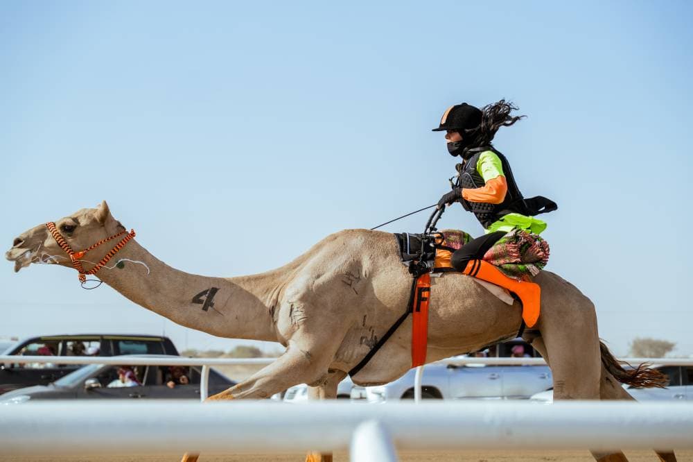 7.8 مليون ريال لفئة "الجذاع" في ميدان الهجن .. وسيطرة سعودية على الهجانة