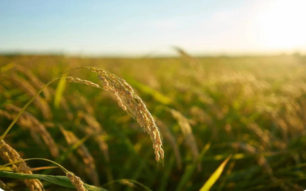 "سالك" السعودية تسعى للاستحواذ الكامل على وحدة "أولام" الزراعية