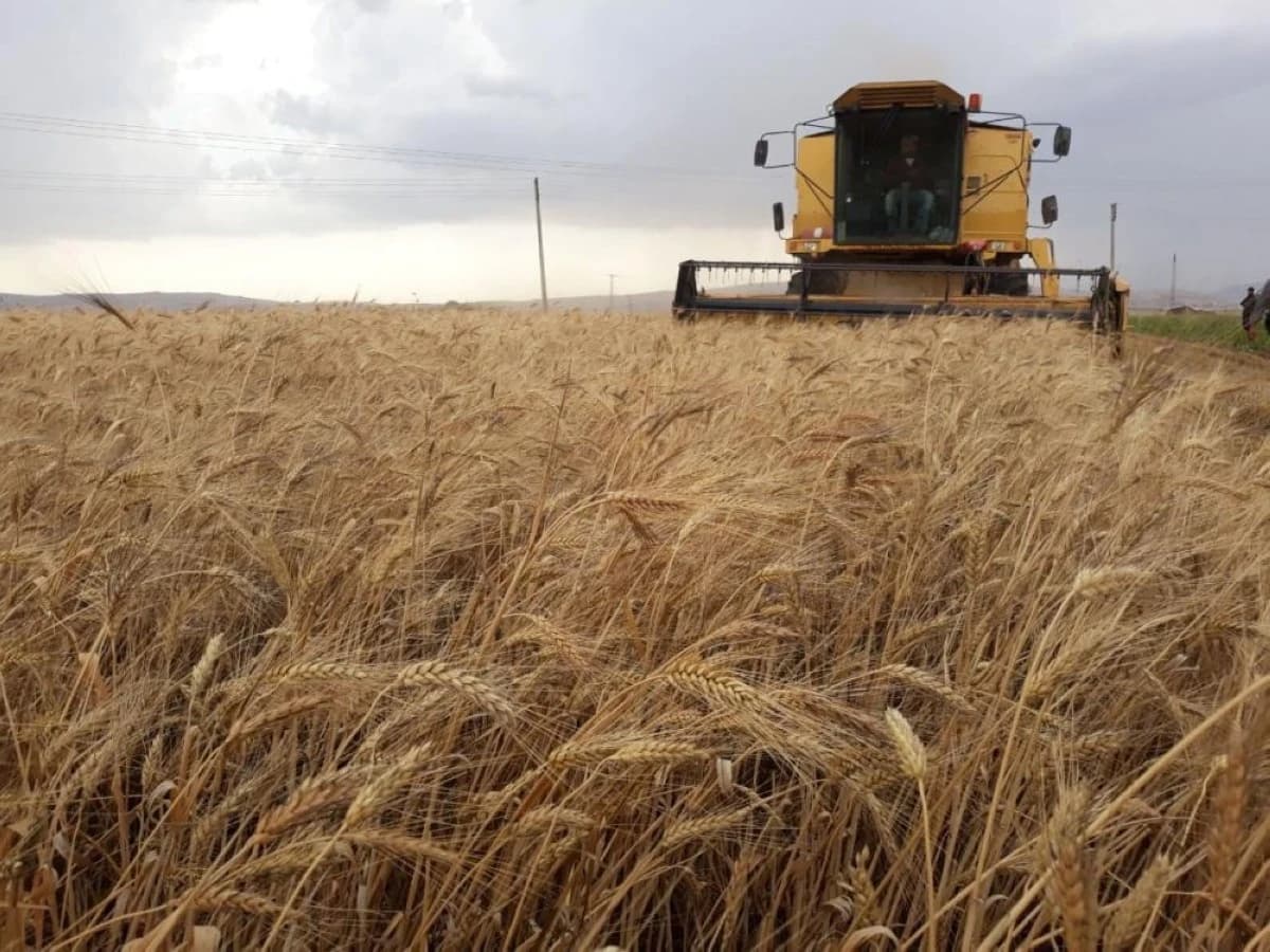 سالك: ترسية الدفعة الثانية من مناقصة القمح للمستثمرين السعوديين في الخارج