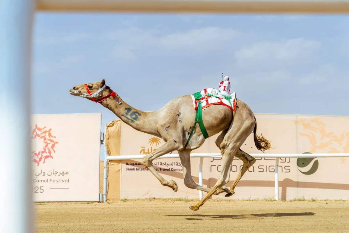 10 ملايين ريال و116 شوطا في كأس الأولمبية السعودية للهجن