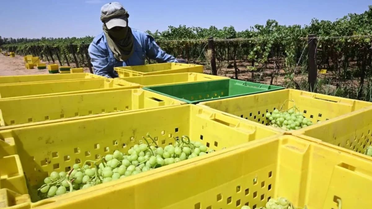 قطاع الزراعة والغذاء في السعودية مرشح للارتفاع إلى 450 مليار ريال خلال 5 سنوات