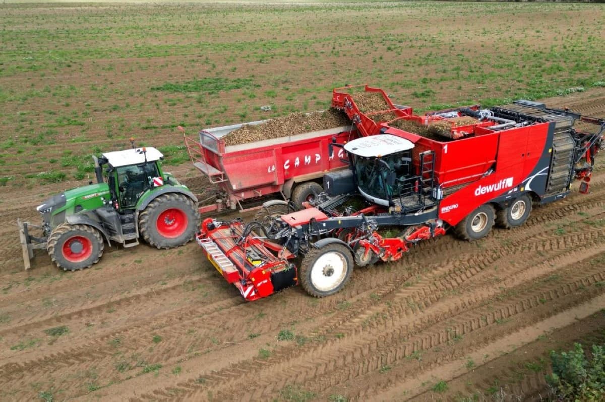 حصاد البطاطس في بلجيكا