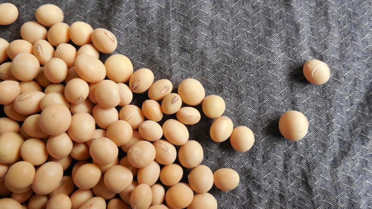 فول الصويا يسجل أكبر مكاسب شهرية في 5 سنوات بدعم مشتريات الصين