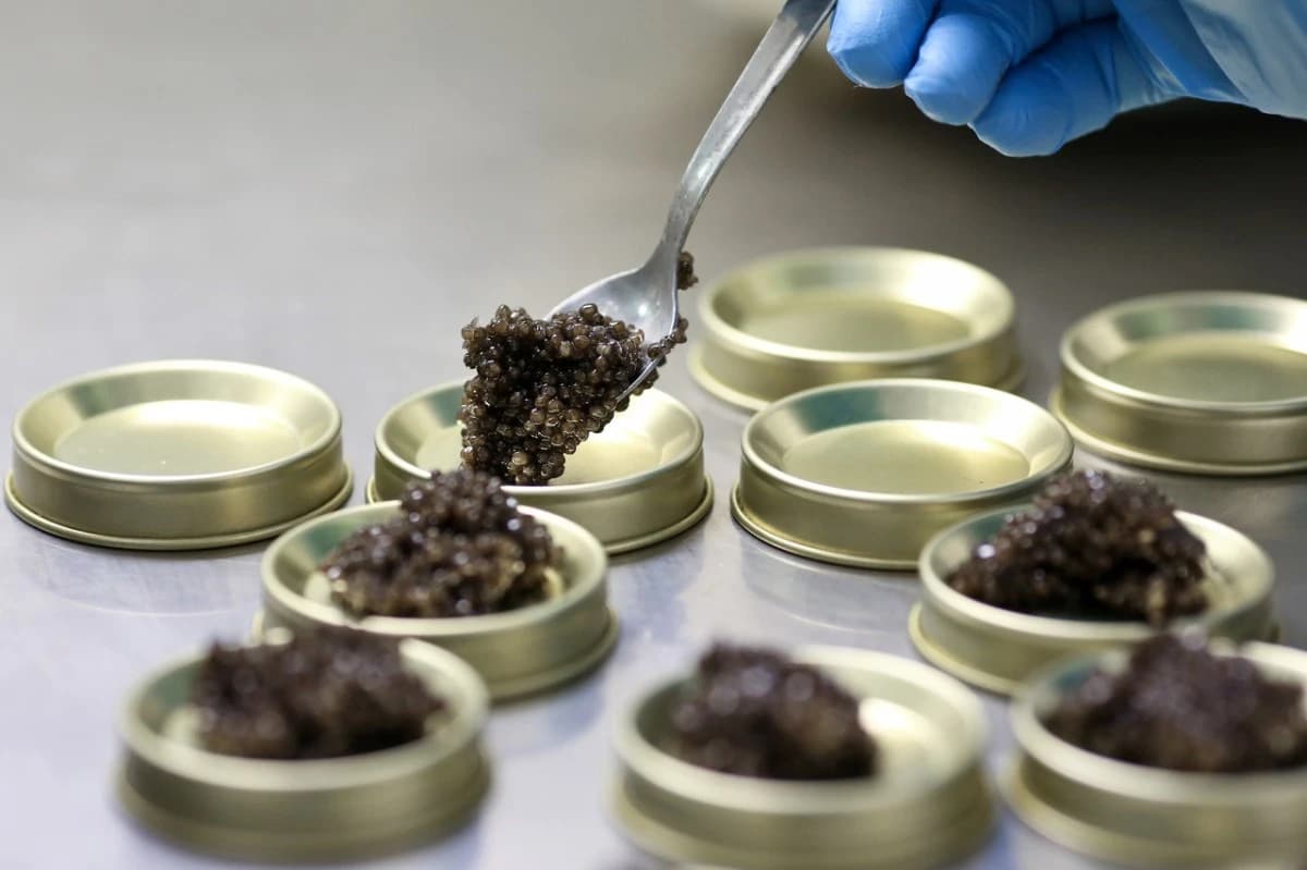 تحول جوهري لصناعة الكافيار .. تضاعف الطلب 4 مرات وتحول مراكز الإنتاج إلى الصين