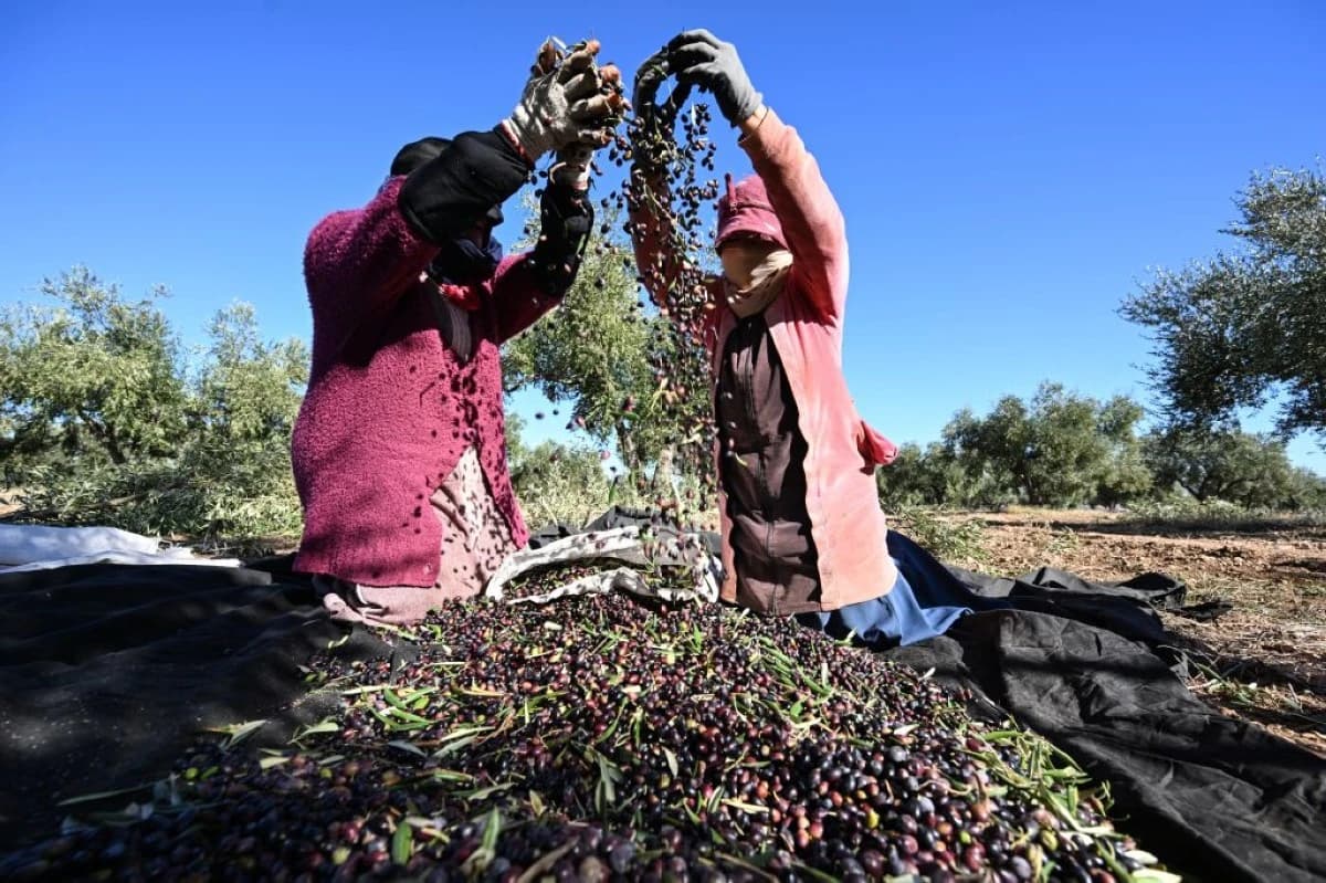صناعة زيت الزيتون في تونس
