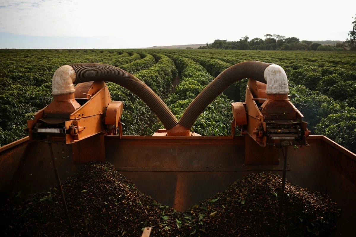 أسعار البن تهبط عالميا عقب إلغاء ترمب الرسوم الجمركية على البرازيل