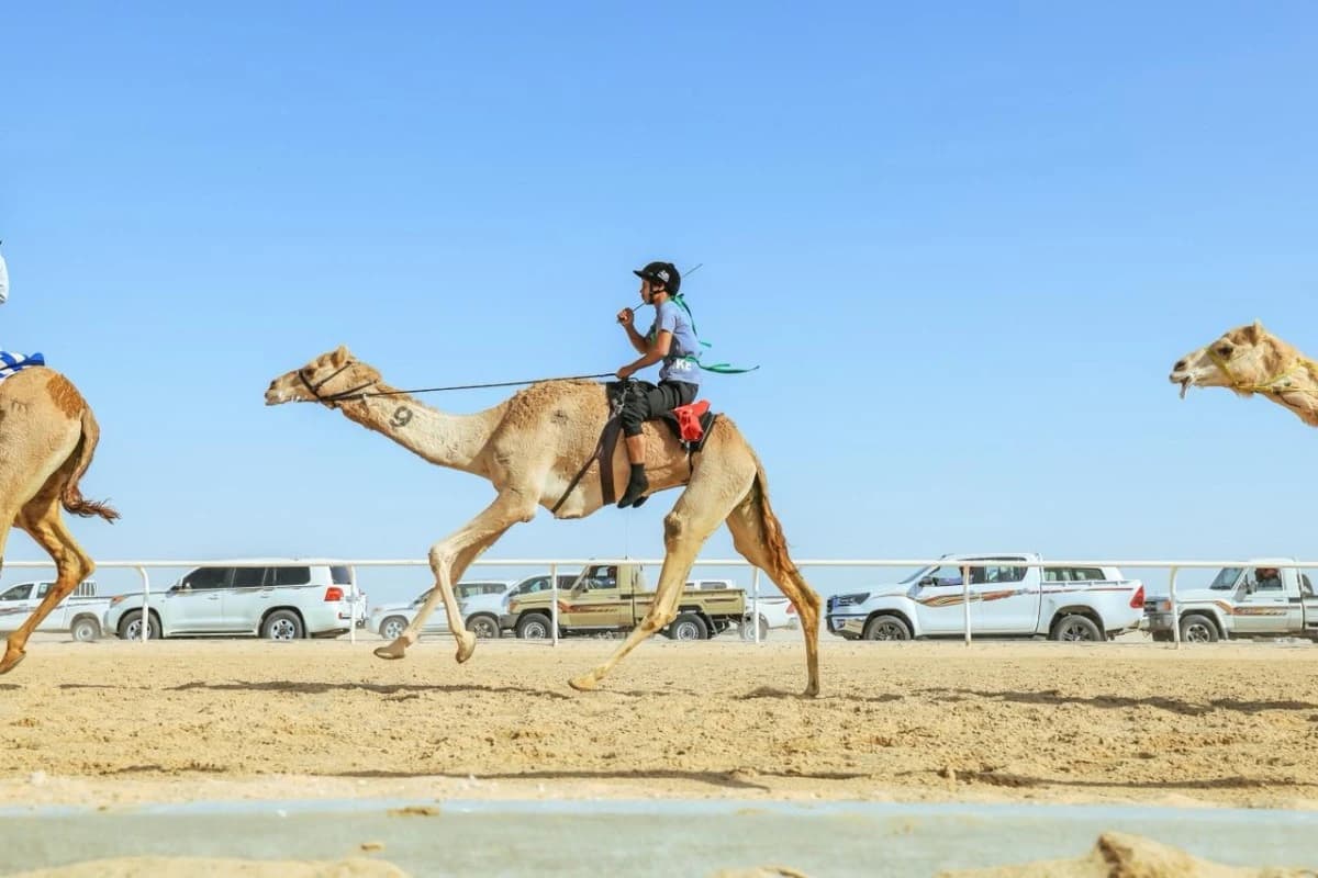 الهجن .. رياضة تتوزع بين 24 ميداناً وجوائزها 250 مليون ريال