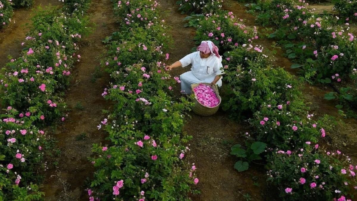 صادرات الورد السعودية تتجاوز 2.7 مليون ريال مع نمو صناعة العطور