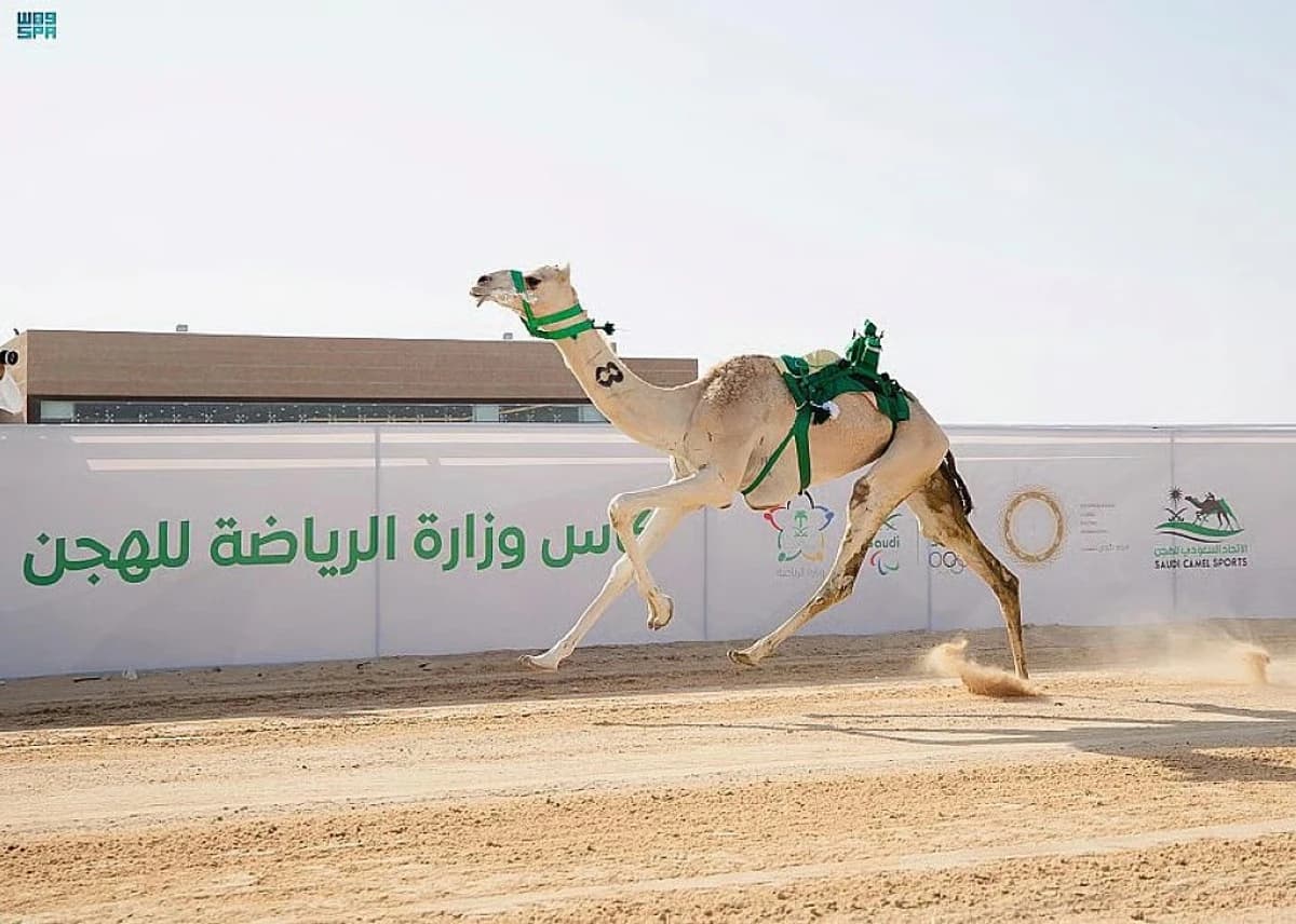 6.5 مليون ريال قيمة الرعايات وتسمية الأشواط في كأس وزارة الرياضة للهجن