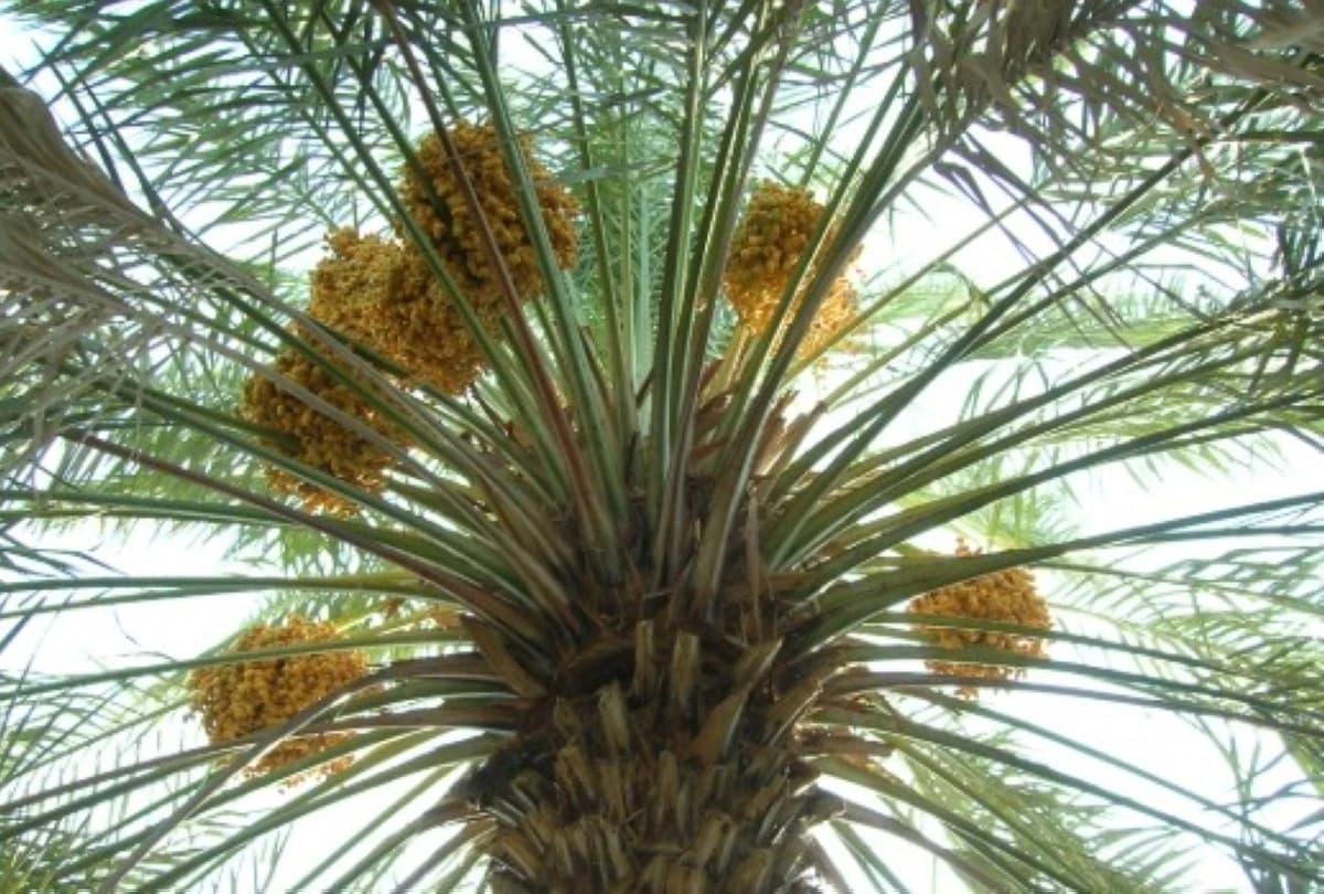 النخلة .. من رمز تراثي إلى مورد صناعي مبتكر في السعودية